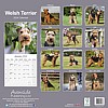 Welsh Terrier Calendar